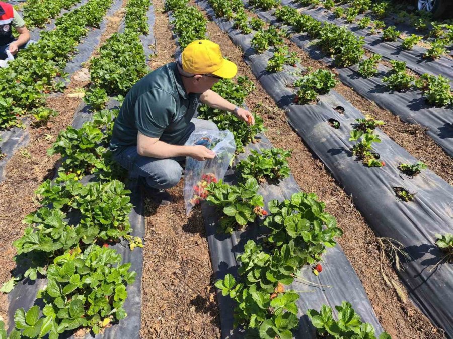 Beyşehir’de Çilekte Hasat Öncesi Pestisit Denetimi