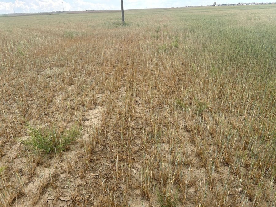 Kulu’da Kıraç Arazilerde Hasat Yapılamayacak