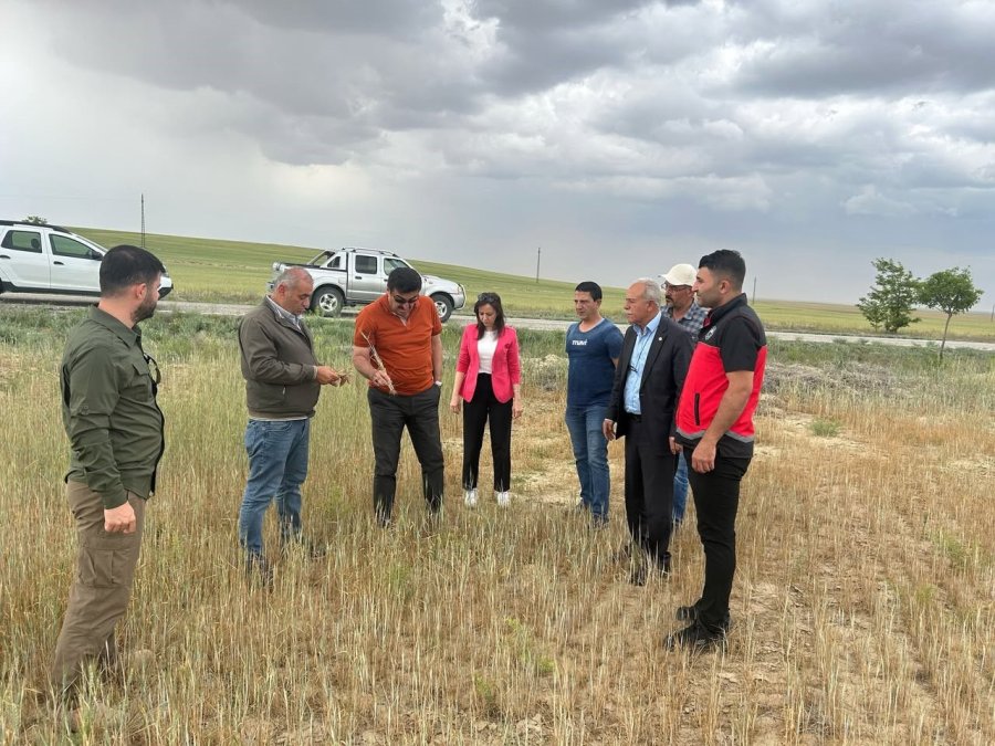 Kulu’da Kıraç Arazilerde Hasat Yapılamayacak