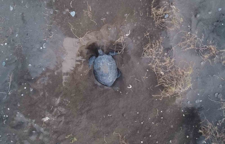 Akdeniz’in Simgesi Carettalar Döndü: İlk Anaçlar Yumurtalarını Bıraktı