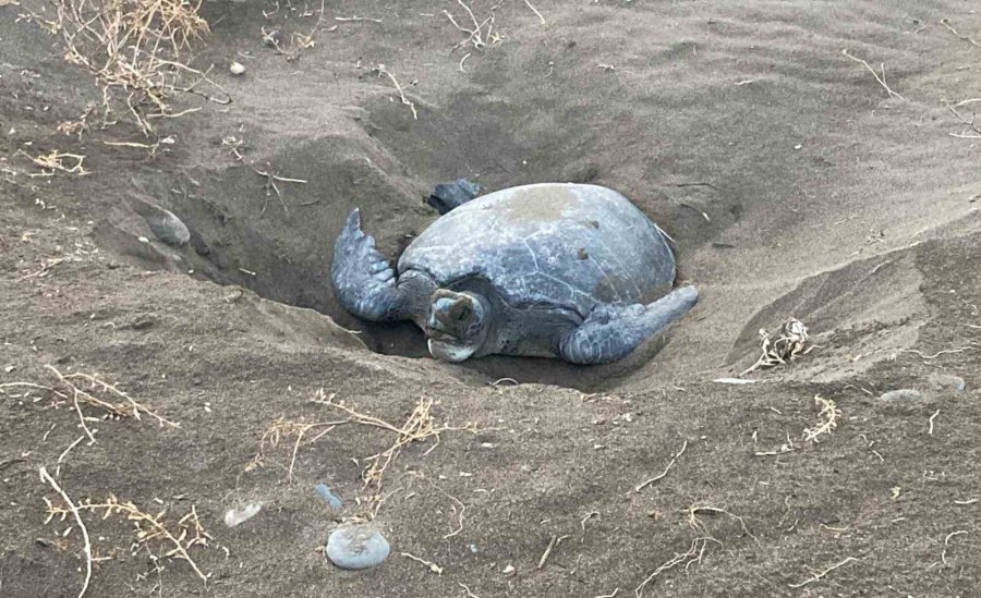 Akdeniz’in Simgesi Carettalar Döndü: İlk Anaçlar Yumurtalarını Bıraktı