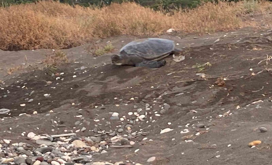 Akdeniz’in Simgesi Carettalar Döndü: İlk Anaçlar Yumurtalarını Bıraktı