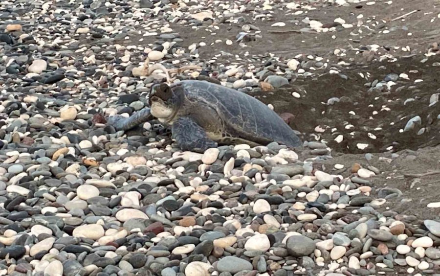 Akdeniz’in Simgesi Carettalar Döndü: İlk Anaçlar Yumurtalarını Bıraktı