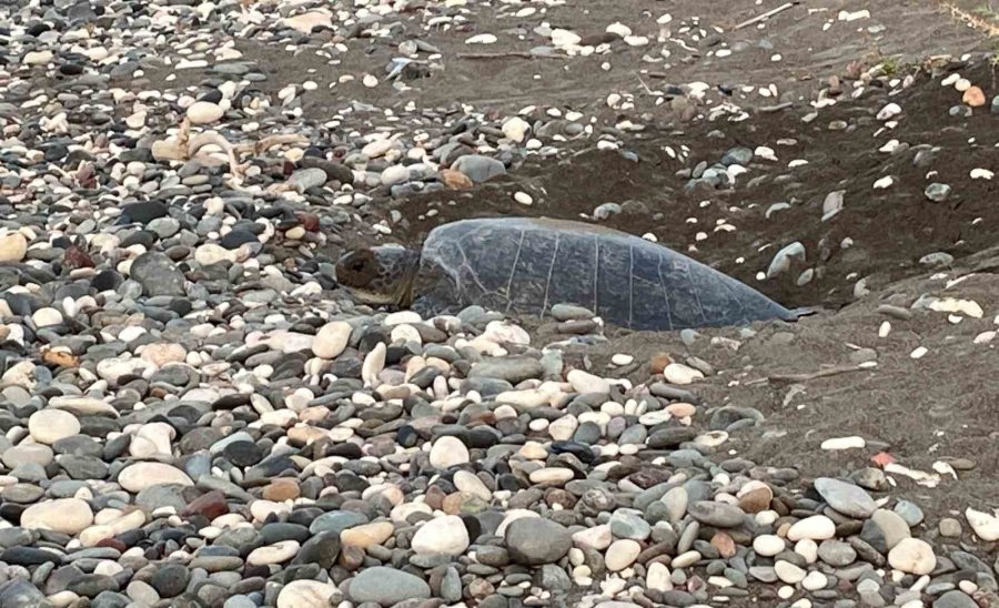 Akdeniz’in Simgesi Carettalar Döndü: İlk Anaçlar Yumurtalarını Bıraktı