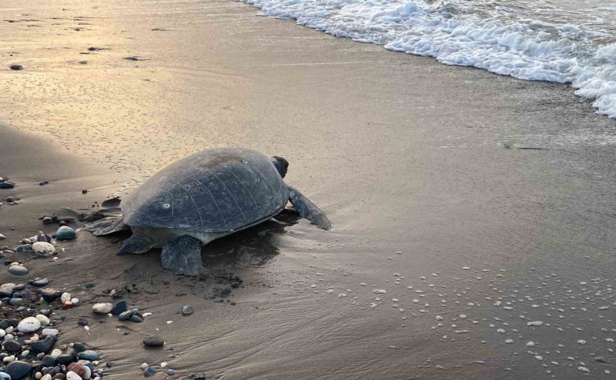 Akdeniz’in Simgesi Carettalar Döndü: İlk Anaçlar Yumurtalarını Bıraktı