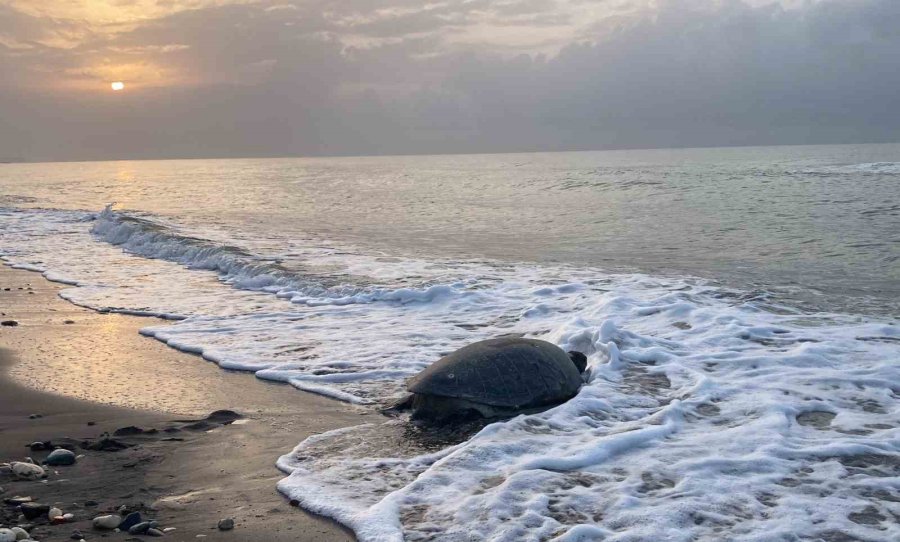 Akdeniz’in Simgesi Carettalar Döndü: İlk Anaçlar Yumurtalarını Bıraktı