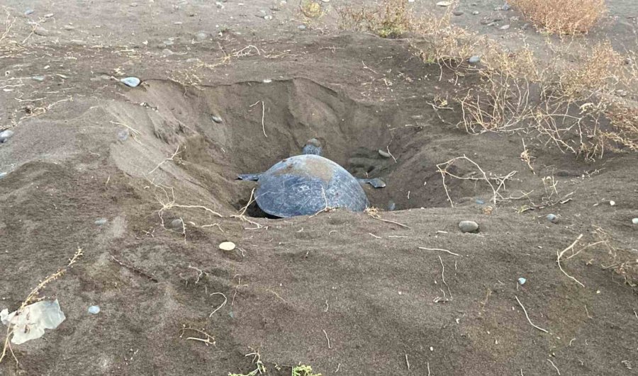 Akdeniz’in Simgesi Carettalar Döndü: İlk Anaçlar Yumurtalarını Bıraktı