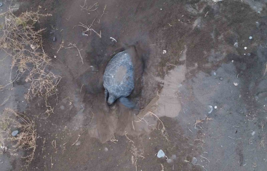 Akdeniz’in Simgesi Carettalar Döndü: İlk Anaçlar Yumurtalarını Bıraktı