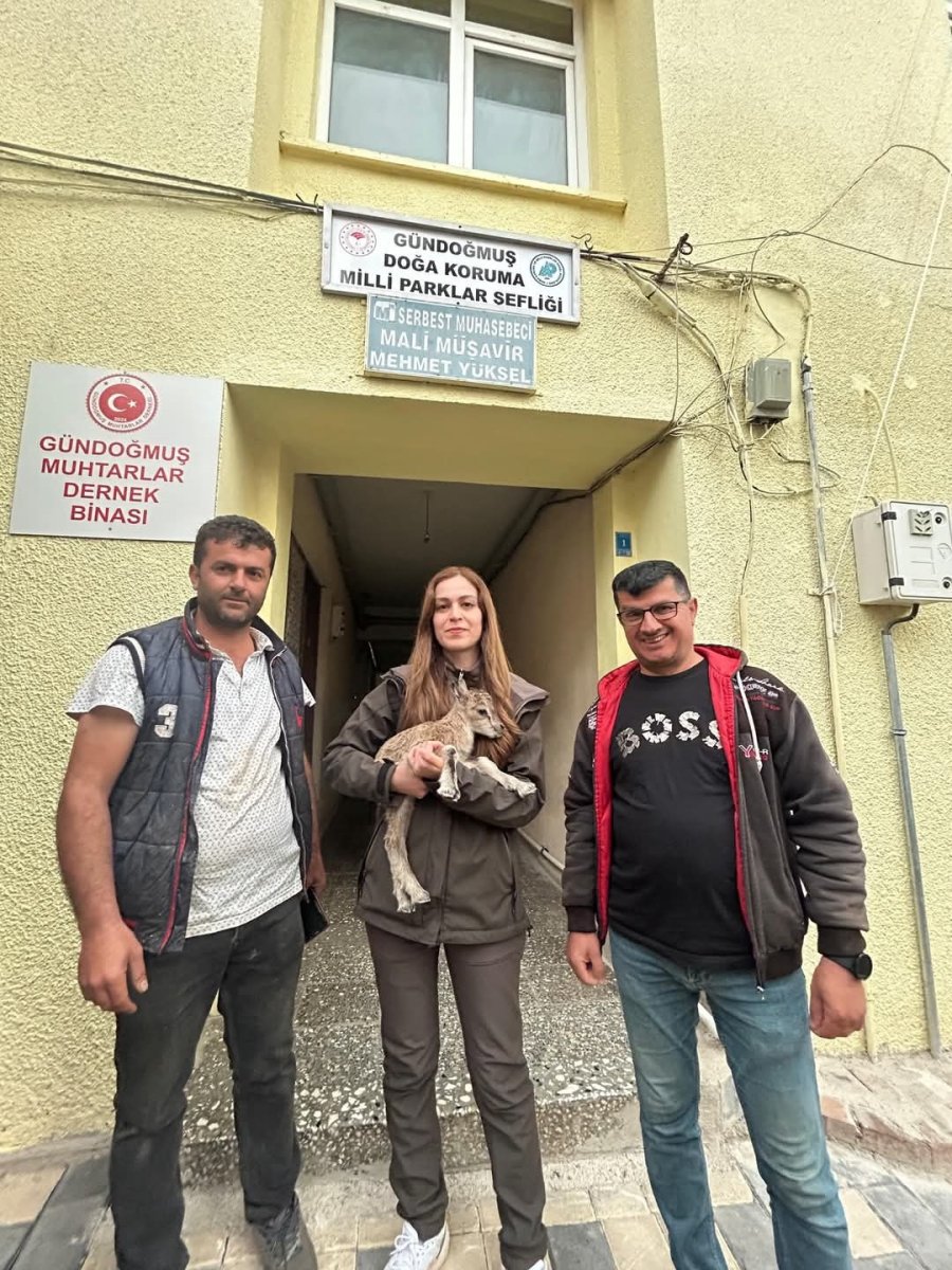 Yolda Bulduğu Yaban Keçisi Yavrusunu Doğa Koruma Ve Milli Parklara Teslim Etti