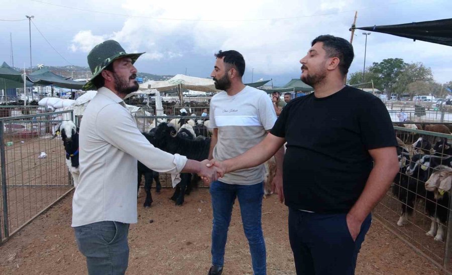 Bayram Yaklaştı, Kurban Pazarında Kıran Kırana Pazarlık Başladı