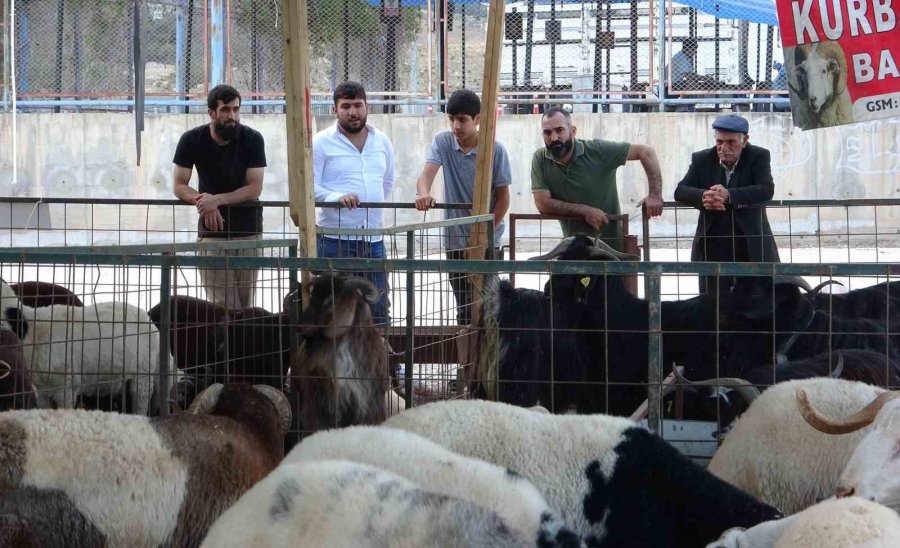 Bayram Yaklaştı, Kurban Pazarında Kıran Kırana Pazarlık Başladı
