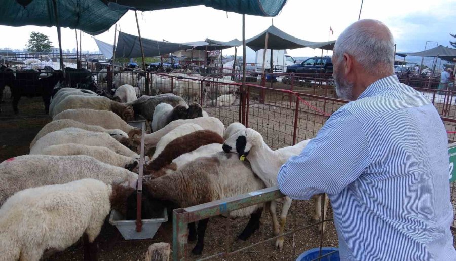 Bayram Yaklaştı, Kurban Pazarında Kıran Kırana Pazarlık Başladı
