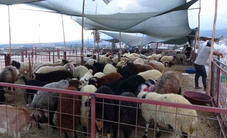 Bayram Yaklaştı, Kurban Pazarında Kıran Kırana Pazarlık Başladı
