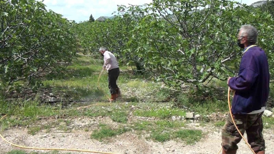 Antalya’da İncir Bahçelerinde Yeni Sezon Hazırlıkları