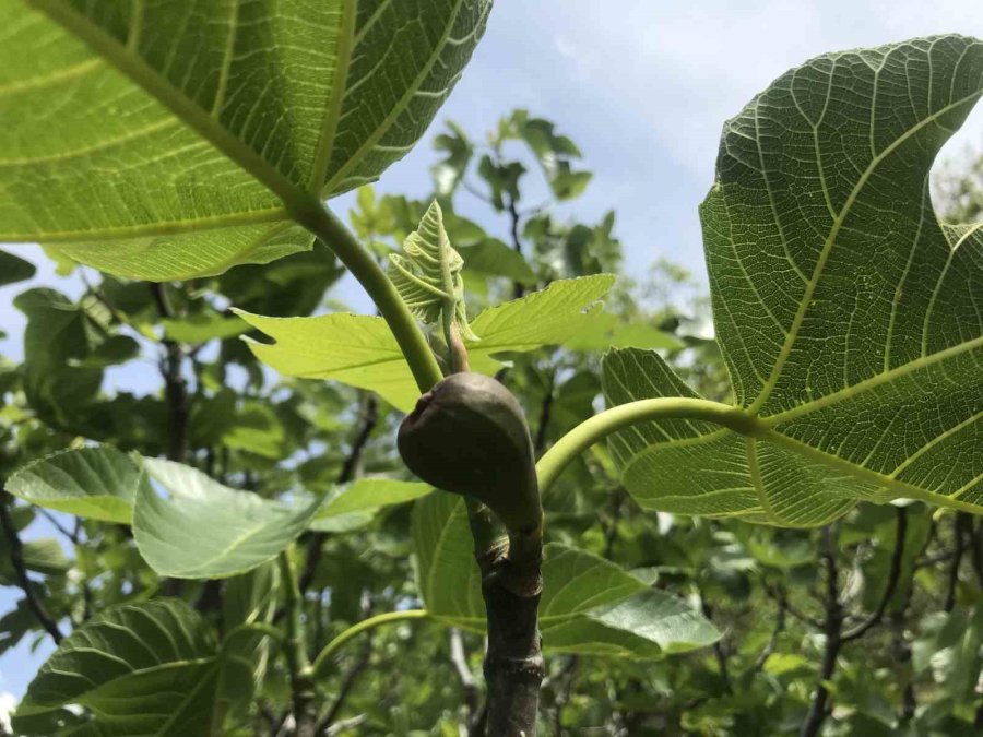 Antalya’da İncir Bahçelerinde Yeni Sezon Hazırlıkları