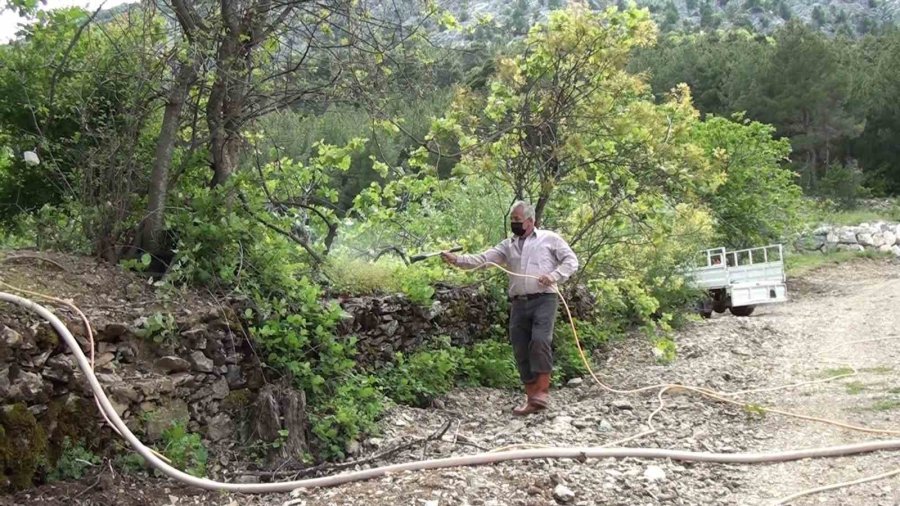 Antalya’da İncir Bahçelerinde Yeni Sezon Hazırlıkları