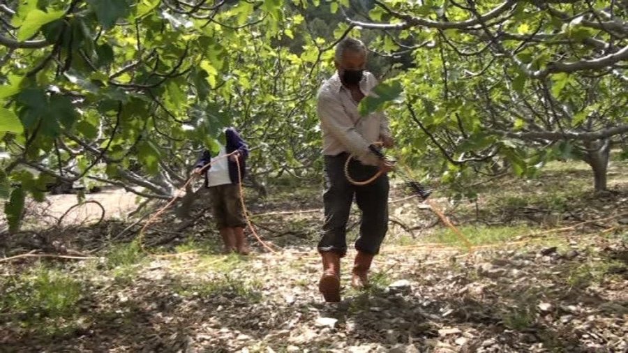 Antalya’da İncir Bahçelerinde Yeni Sezon Hazırlıkları