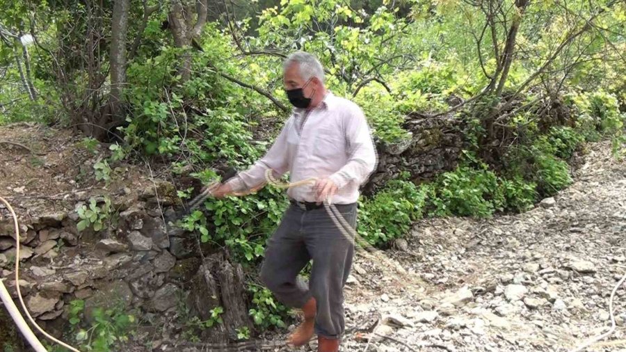 Antalya’da İncir Bahçelerinde Yeni Sezon Hazırlıkları