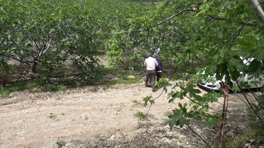 Antalya’da İncir Bahçelerinde Yeni Sezon Hazırlıkları