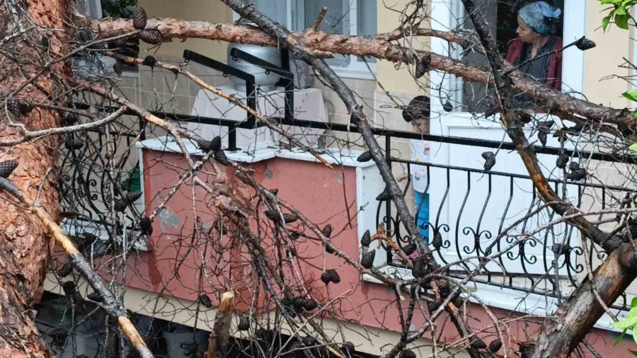 Manavgat’ta Dev Ağaç Binanın Üzerine Devrildi