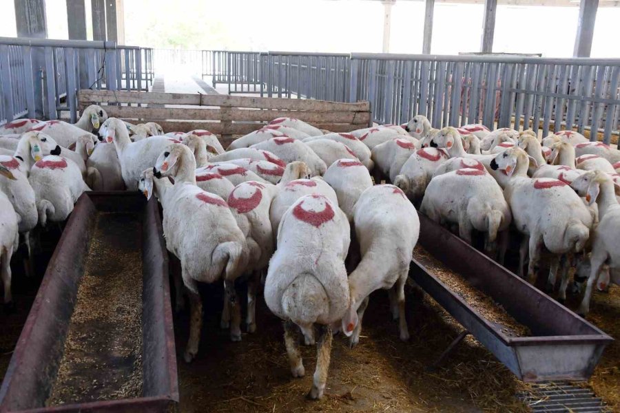 Konya Büyükşehir Kurban Bayramı’na Hazır