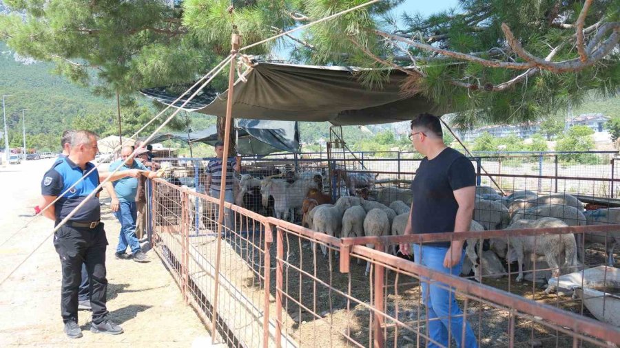 Kemer Belediyesi’nde Kurban Satış Alanlarında Denetim