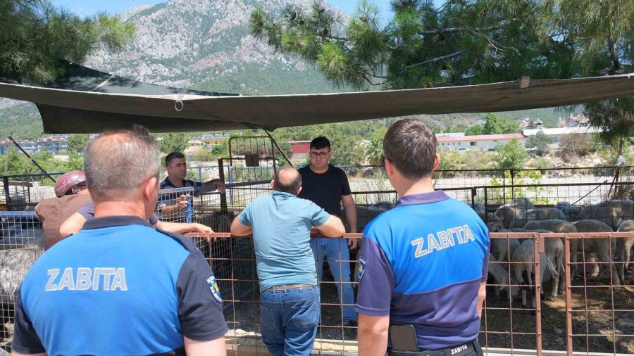 Kemer Belediyesi’nde Kurban Satış Alanlarında Denetim