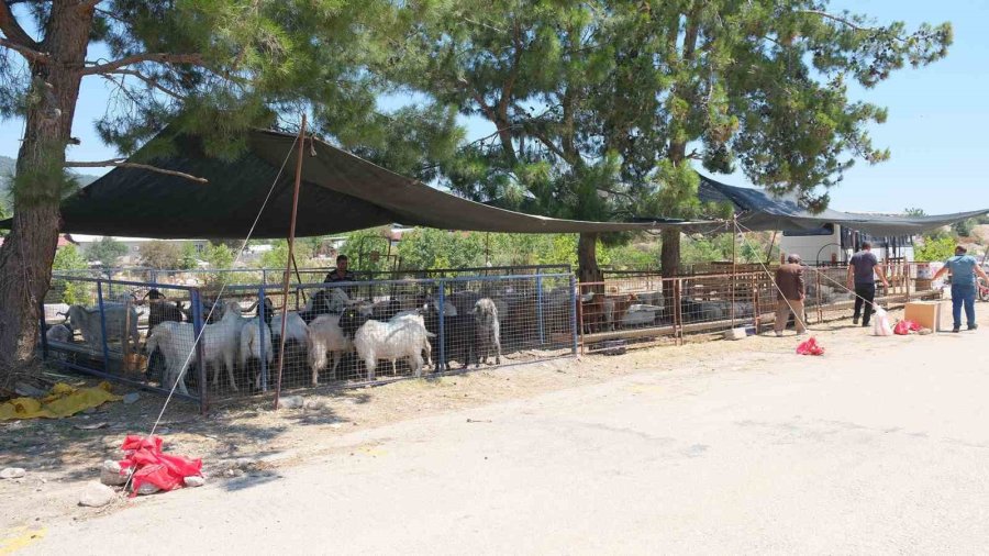 Kemer Belediyesi’nde Kurban Satış Alanlarında Denetim
