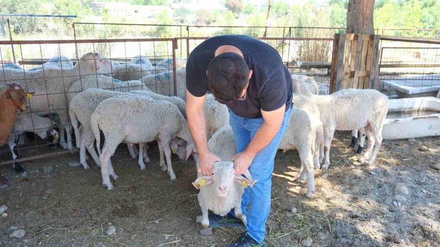 Kemer Belediyesi’nde Kurban Satış Alanlarında Denetim