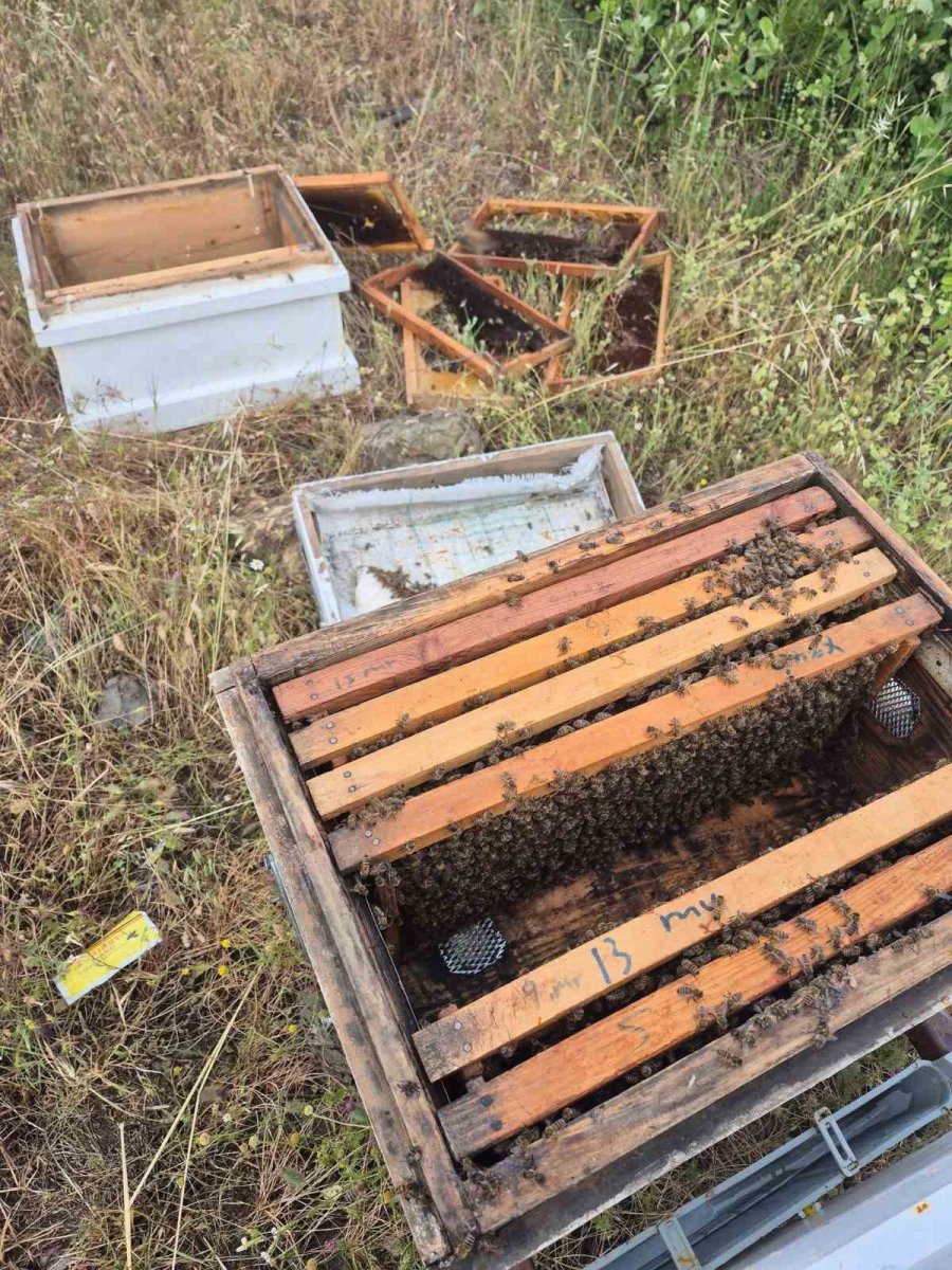 Ayının Kovanlara Saldırdığı Anlar Kamerada