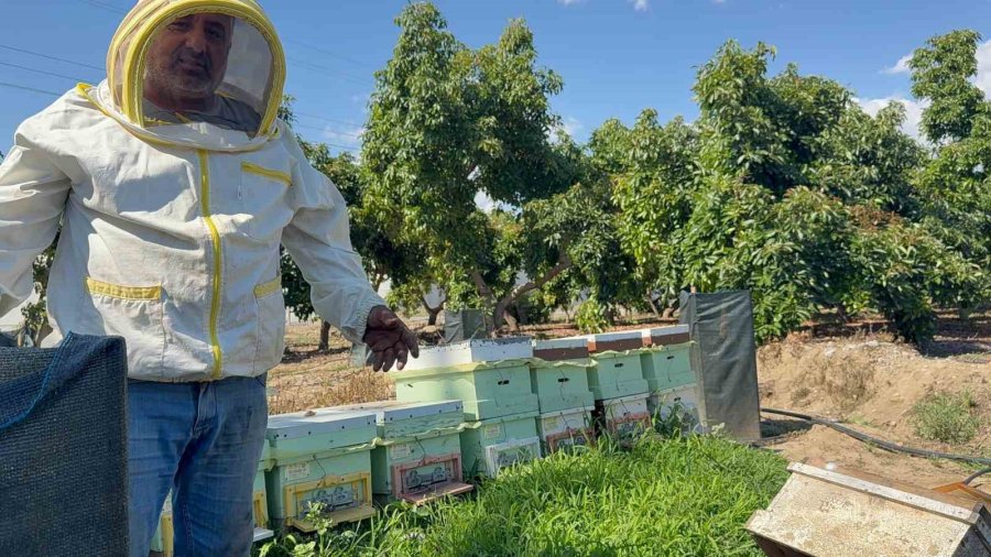 Kovanlarına Ayı Saldıran Arıcı: "bal Falan Kalmamış"