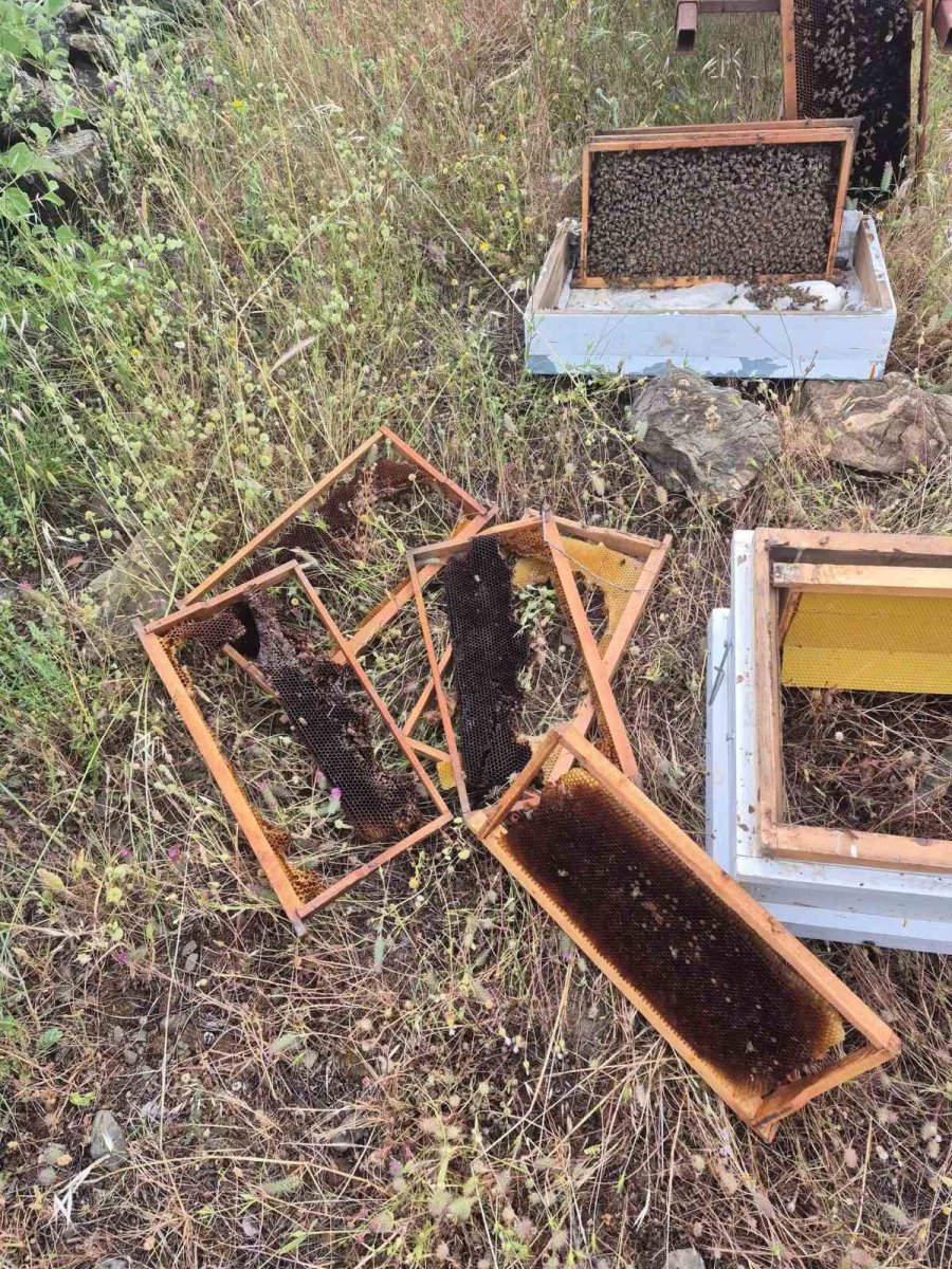 Ayının Kovanlara Saldırdığı Anlar Kamerada