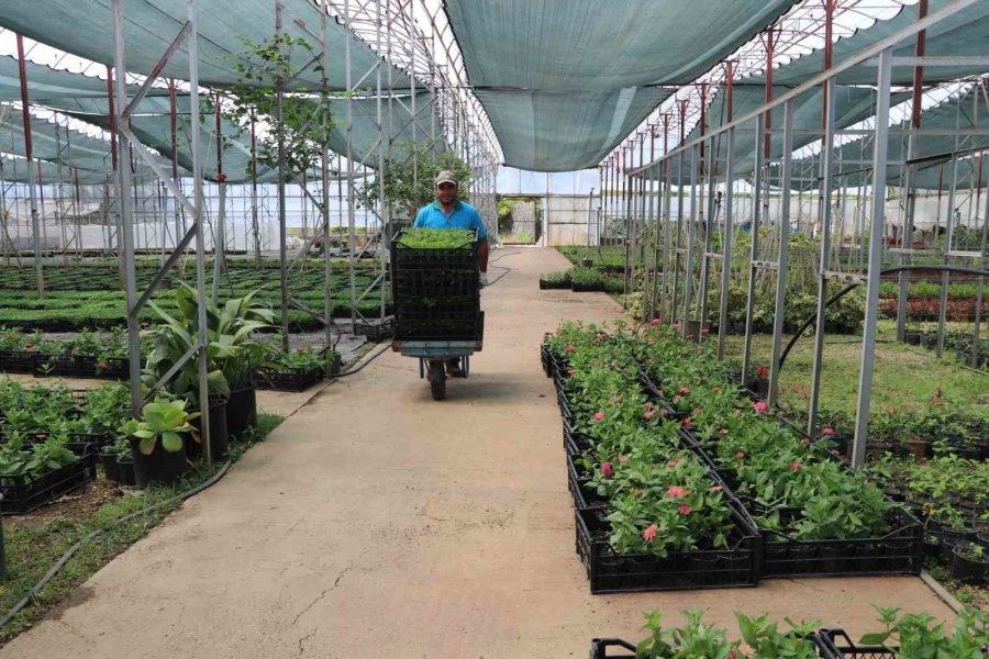 Alanya Belediyesi Arife Günü Mezarlıklarda Çiçek Dağıtacak