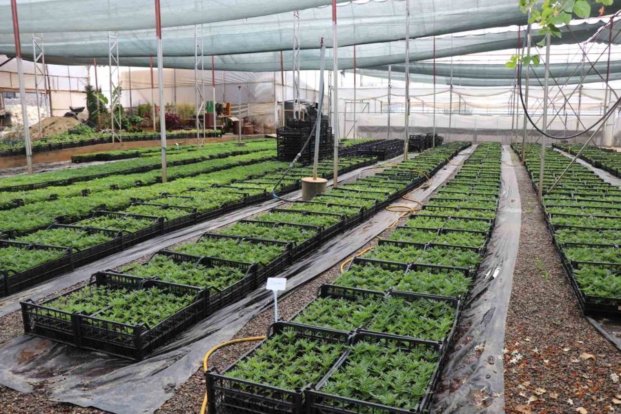 Alanya Belediyesi Arife Günü Mezarlıklarda Çiçek Dağıtacak