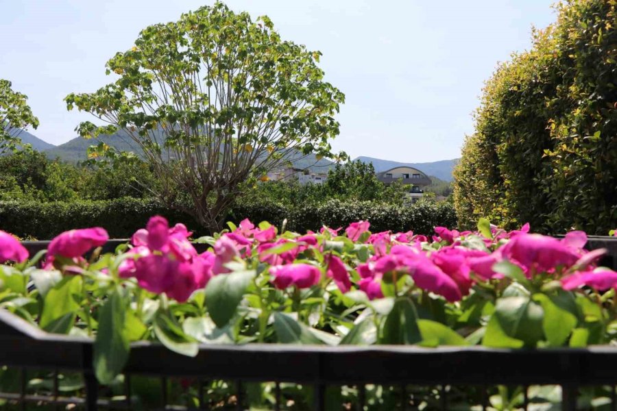 Alanya Belediyesi Arife Günü Mezarlıklarda Çiçek Dağıtacak
