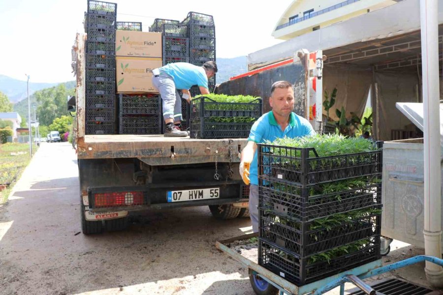 Alanya Belediyesi Arife Günü Mezarlıklarda Çiçek Dağıtacak