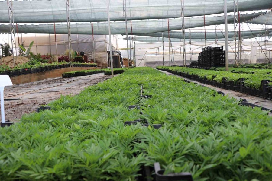 Alanya Belediyesi Arife Günü Mezarlıklarda Çiçek Dağıtacak