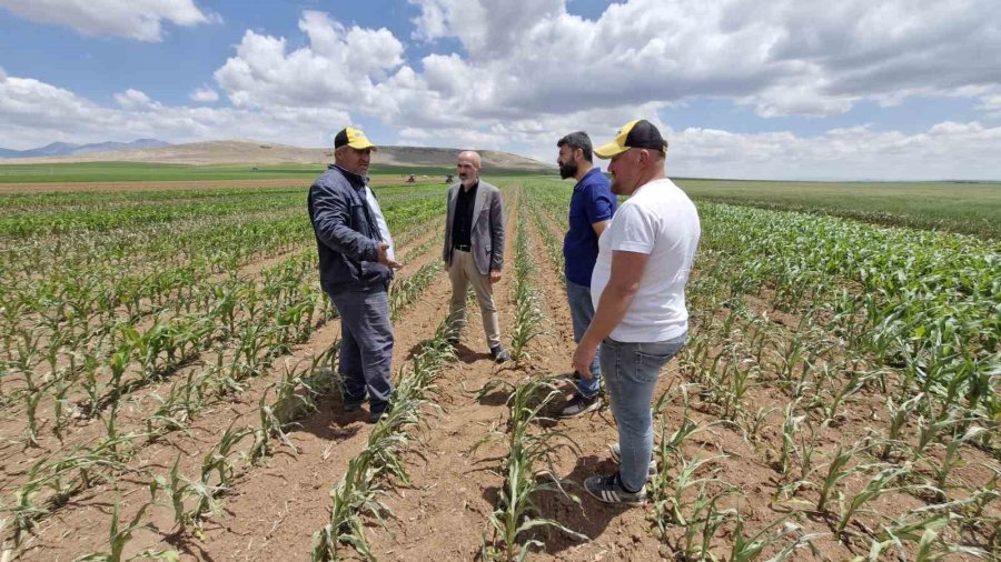 Mısır Tarlasına Dronlu Ot İlacı Saldırısı