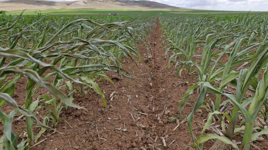 Mısır Tarlasına Dronlu Ot İlacı Saldırısı