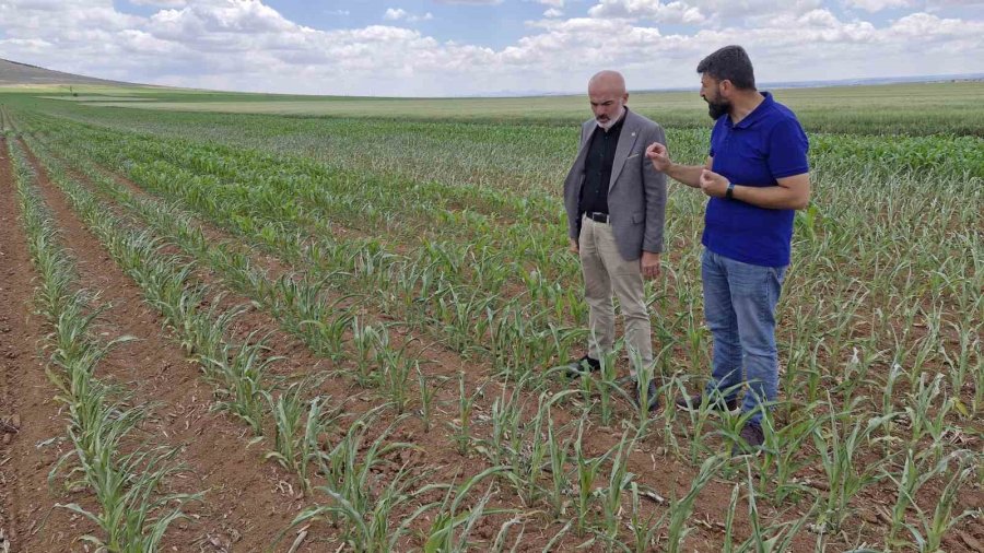 Mısır Tarlasına Dronlu Ot İlacı Saldırısı