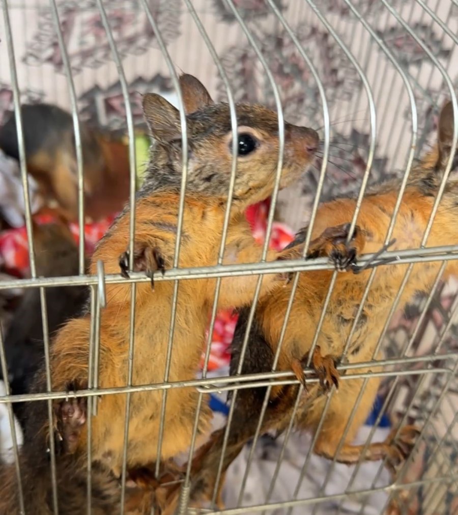 Konya’da Yasadışı Sincap Ticaretine Operasyon