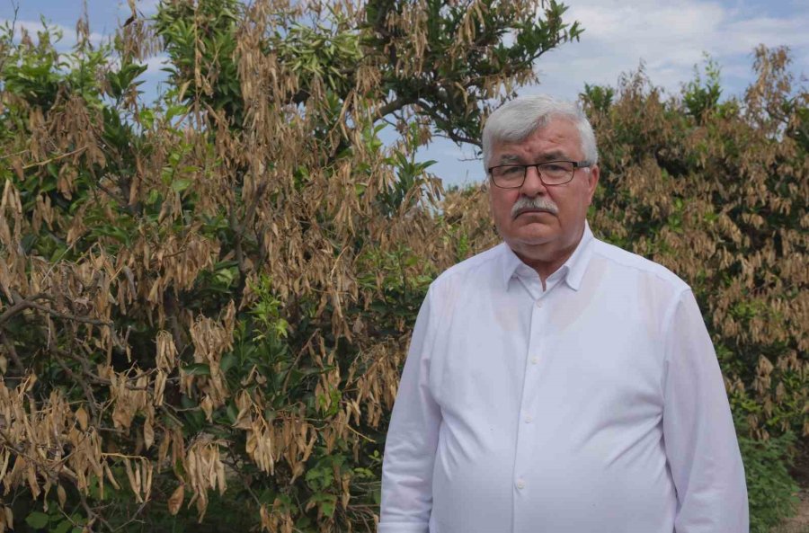 Mersin’deki Zirai Donun Olumsuz Etkileri Sürüyor