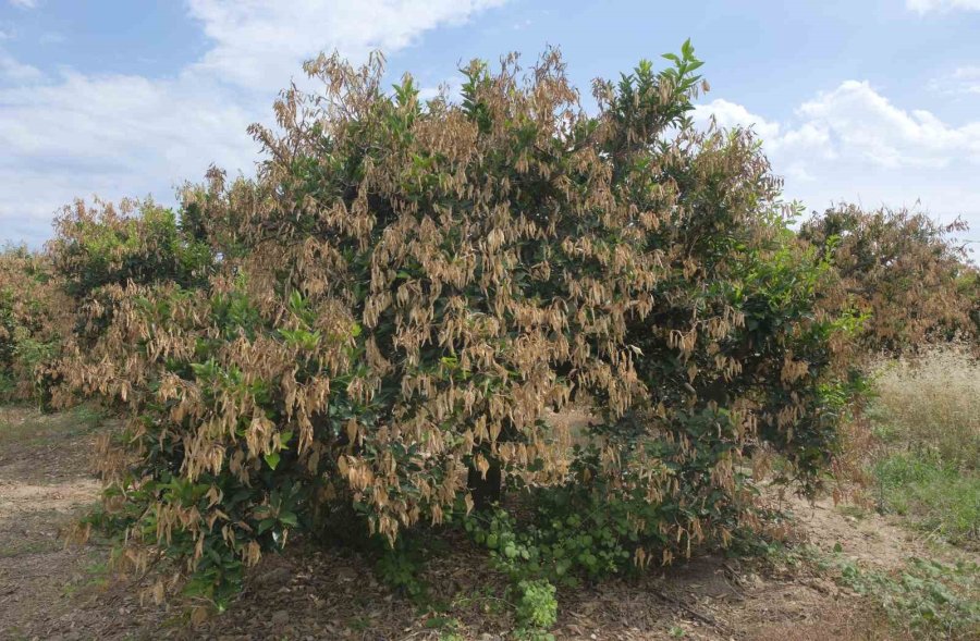Mersin’deki Zirai Donun Olumsuz Etkileri Sürüyor