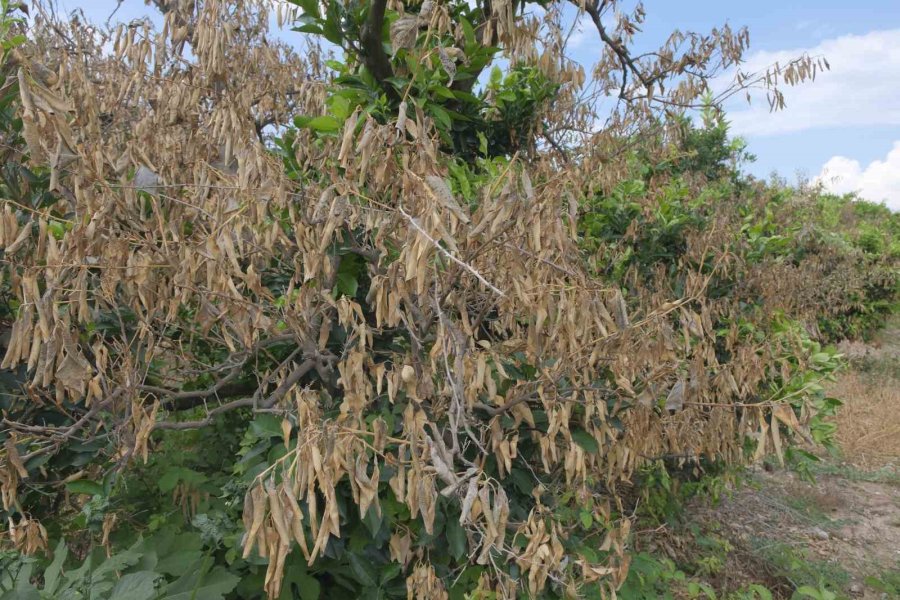 Mersin’deki Zirai Donun Olumsuz Etkileri Sürüyor
