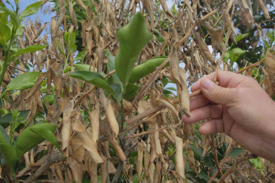 Mersin’deki Zirai Donun Olumsuz Etkileri Sürüyor