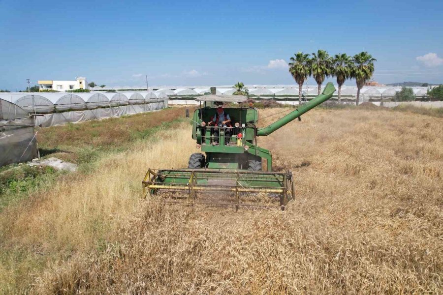 Mersin’de Yerli Buğdayın Hasadı Gerçekleştirildi