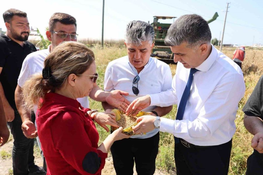 Mersin’de Yerli Buğdayın Hasadı Gerçekleştirildi