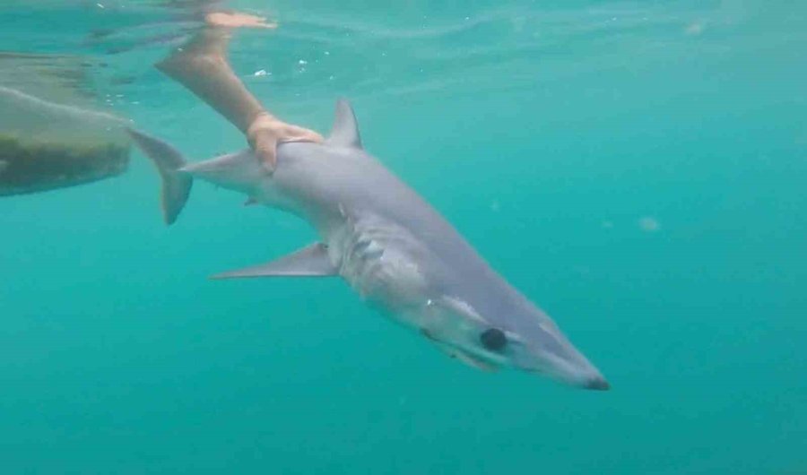 Tatilcileri Rahatlatan Açıklama: "türkiye’deki Denizler, Köpek Balığı Riski Açısından Çok Güvenli"