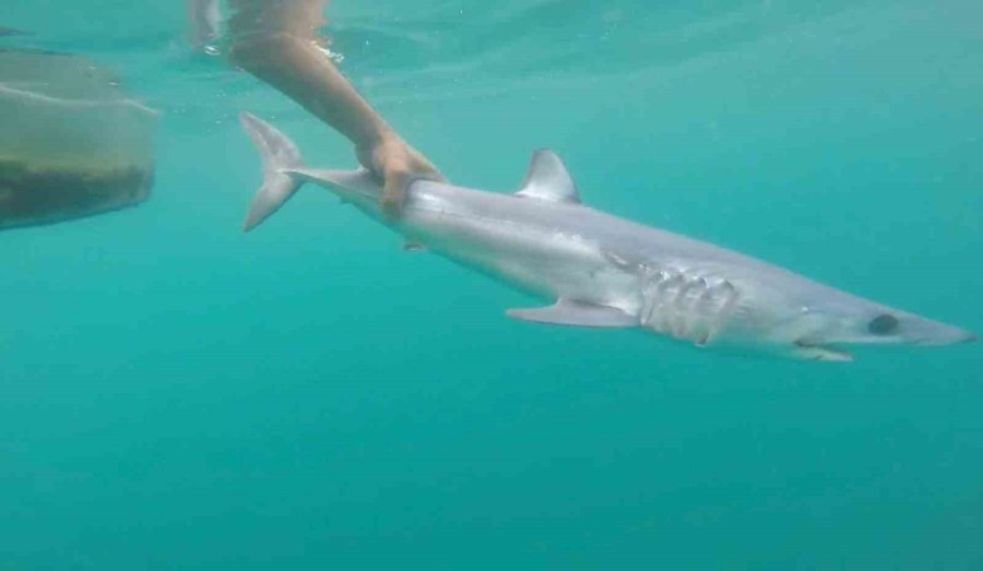 Tatilcileri Rahatlatan Açıklama: "türkiye’deki Denizler, Köpek Balığı Riski Açısından Çok Güvenli"