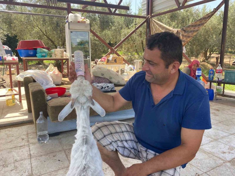 Bayramın En Şanslı Keçisi Kesilmekten Kurtuldu